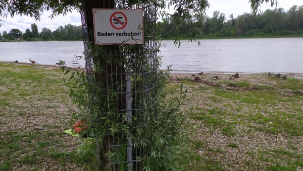 Mann durchschwimmt den Rhein und riskiert sein Leben