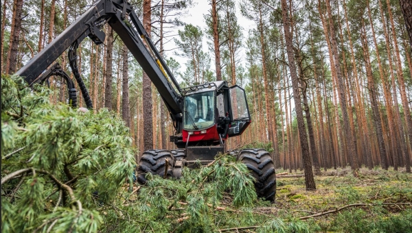 Wald: Gezielte Baumfällungen zur Erhöhung der Sicherheit